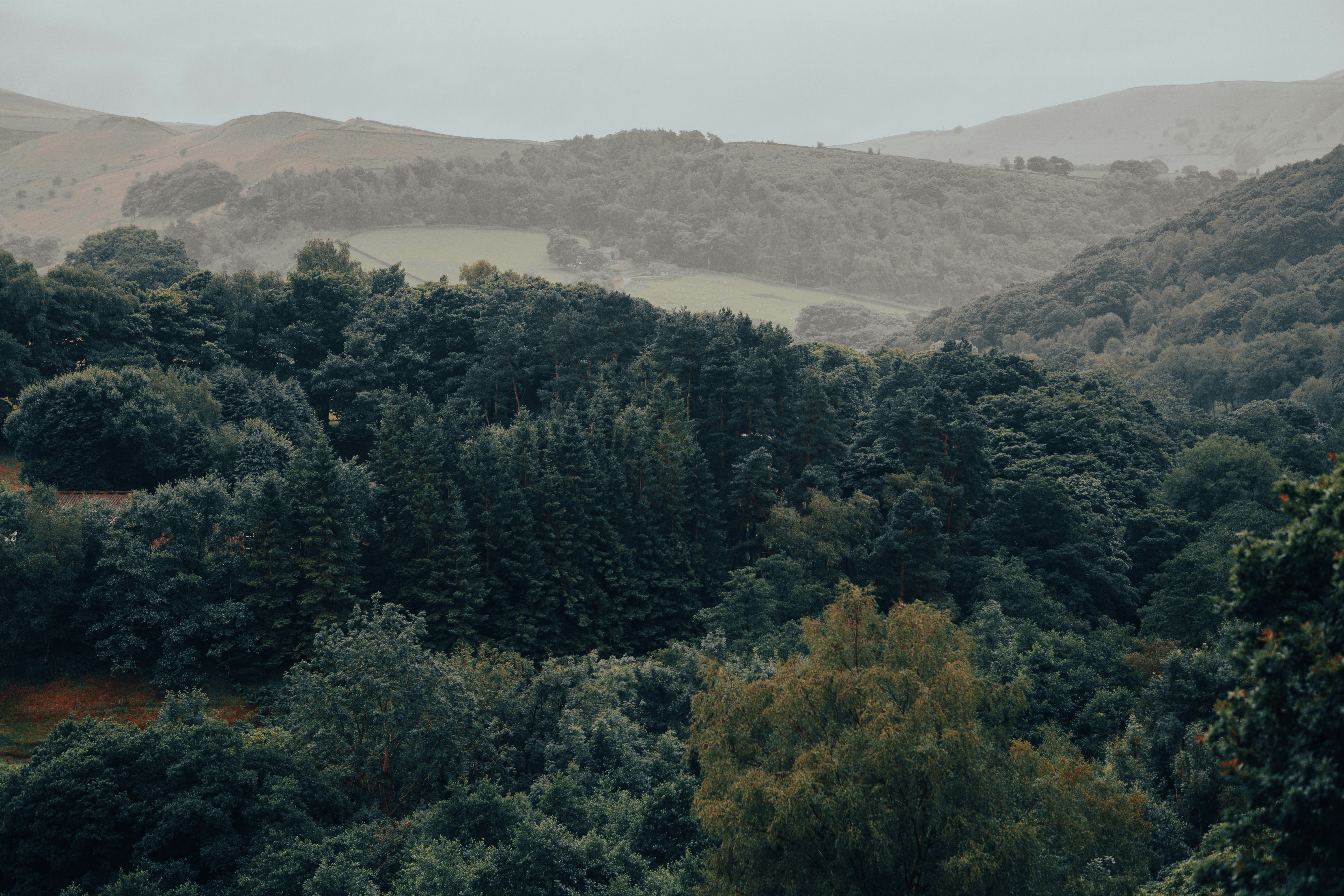 green trees on mountain during daytime